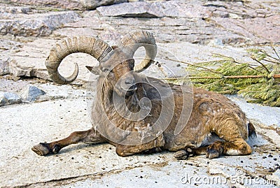 Argali artiodactyl ram mammal Bovid horn Stock Photo