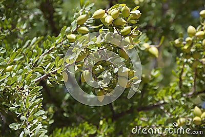 Argan nuts on Argan tree (Argania spinosa). Stock Photo