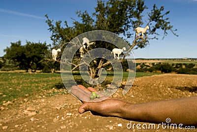 Argan nuts hand goats in tree Stock Photo