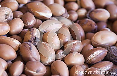 Argan nuts in shell Stock Photo