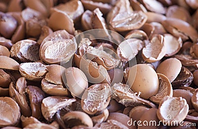 Argan nuts shells Stock Photo