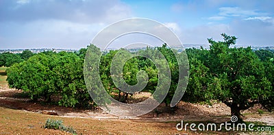 Argan tree plantation Stock Photo