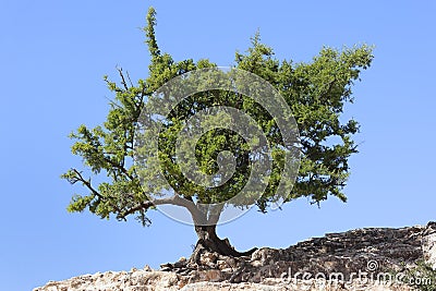 Argan tree (Argania spinosa) against clear blue sky. Stock Photo