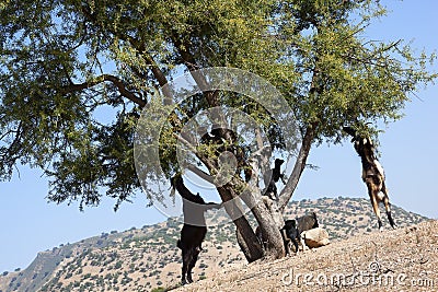 Argan tree (Argania spinosa) with goats. Stock Photo