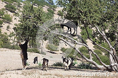 Argan tree (Argania spinosa) with goats. Stock Photo
