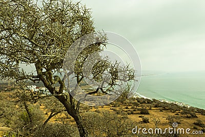 The argan tree in hight of the montain Stock Photo