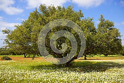 Argan tree with nuts on branches Stock Photo