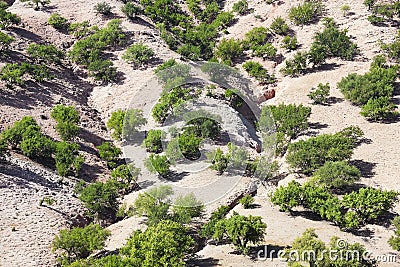 Argan trees (Argania spinosa) on a hill. Stock Photo