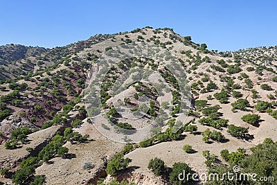 Argan trees (Argania spinosa) on a hill. Stock Photo