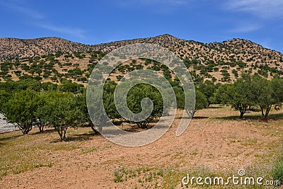 Argan trees Stock Photo