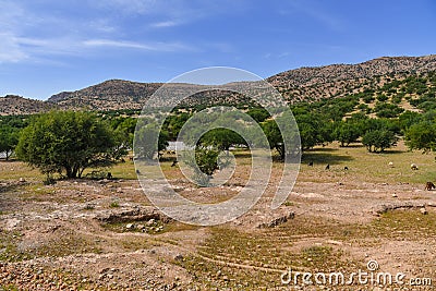 Argan trees and goats, Morocco Africa Stock Photo