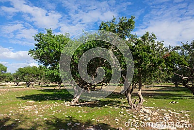 Argan trees in Morocco Stock Photo
