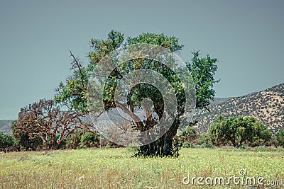 Argan trees are a part of the Moroccan field Stock Photo