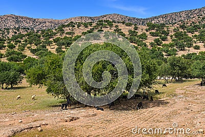 Argan trees valley Morocco Africa Stock Photo