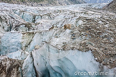 Argentiere Glacier view, Chamonix, Mont Blanc Massif, Alps, Fran Stock Photo