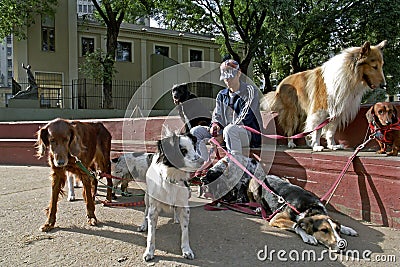 Argentine dog sitter in the city Buenos Aires Editorial Stock Photo
