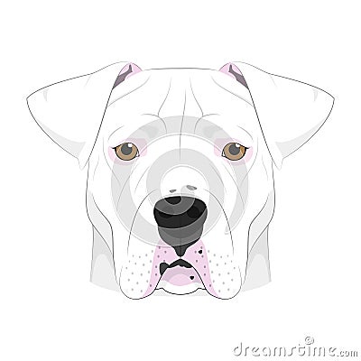 Argentinian Dogo dog isolated on white background vector illustration Vector Illustration