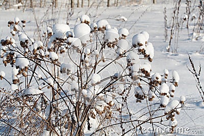 Argimony in snow Stock Photo