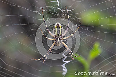 Argiope Audouin spider on Sunset Stock Photo