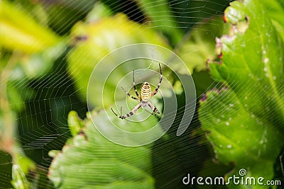 Argiope Audouin spider on Sunset Stock Photo