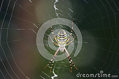 Argiope bruennichi Stock Photo