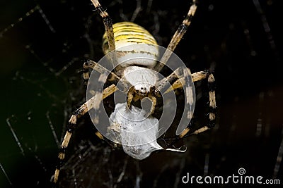 Argiope bruennichi Stock Photo