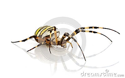 Argiope bruennichi in studio Stock Photo