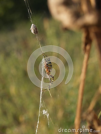 Argiope bruennichi lady spider Stock Photo