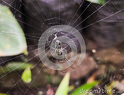 Argiope bruennichi spider below detailed spiderweb Stock Photo