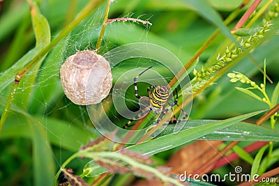 Wasp spider with egg sac in dutch autumn landscape Stock Photo