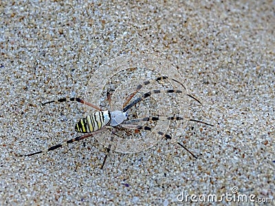 Argiope bruennichi wasp spider walking on the beach Stock Photo