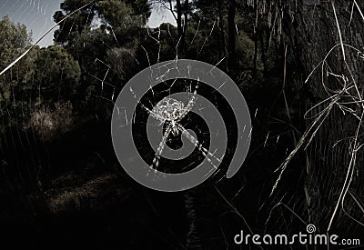 Argiope Lobata species spider on web Stock Photo