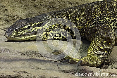 Argus monitor Stock Photo