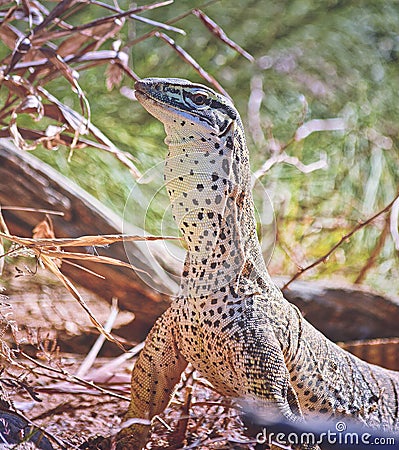 Argus Monitor close up portrait Stock Photo