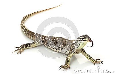 Argus Monitor Lizard Stock Photo