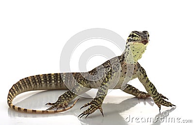 Argus Monitor Lizard Stock Photo