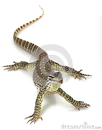 Argus Monitor Lizard Stock Photo