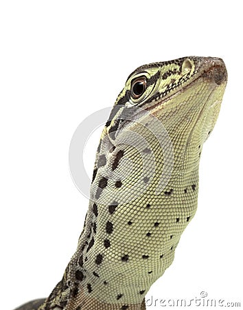 Argus Monitor Lizard Stock Photo