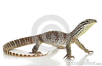 Argus Monitor Lizard Stock Photo