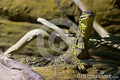 Argus Monitor (varanus panoptes) Stock Photo