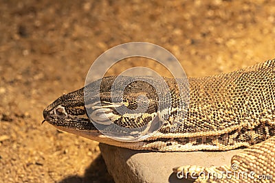 Argus monitor varanus panoptes Stock Photo