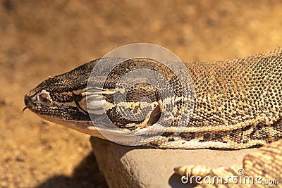 Argus monitor varanus panoptes Stock Photo