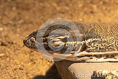 Argus monitor varanus panoptes Stock Photo