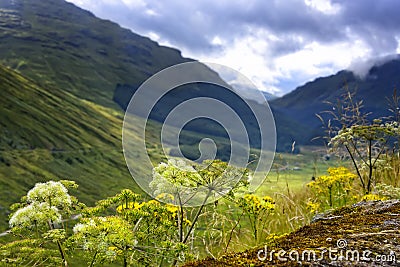 Argyll Forest Park in Scotland Stock Photo