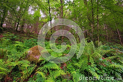 Argyll Forest Park , Scottish highlands, Scotland Stock Photo