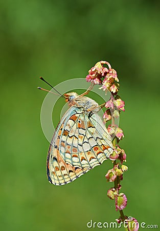 Argynnis niobe butterfly sitting on red miniature flower in green background Stock Photo