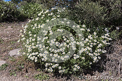 Argyranthemum adauctum subsp. canariense Stock Photo