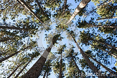 Arial view of tall pine trees Stock Photo