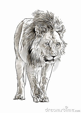 African lion going in savannah digital sketch Stock Photo