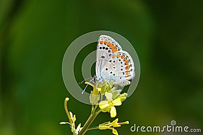 Aricia agestis , the brown argus butterfly on yellow flower Stock Photo